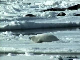 Canada: The Whole World Is Watching