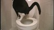 Toilet Trained Cat