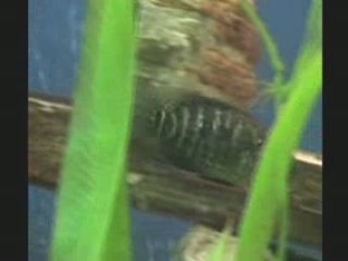 2009-02-23 - Red Terror (wild) - Jaguar Cichlid (F1)