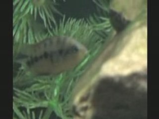 2009-02-23 - Aquarium de 75 gallons