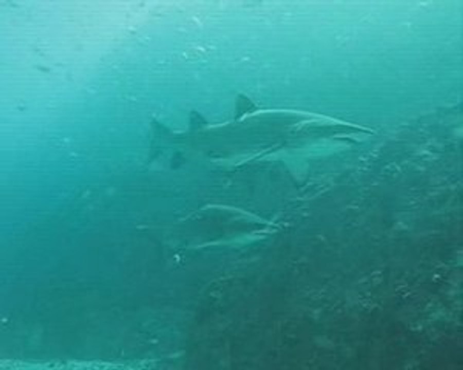 South West Rocks and North Solitary Islands diving trip