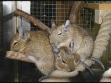 Les degus