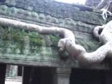 Angkor - ein etwas größerer Baum ;-) ´07
