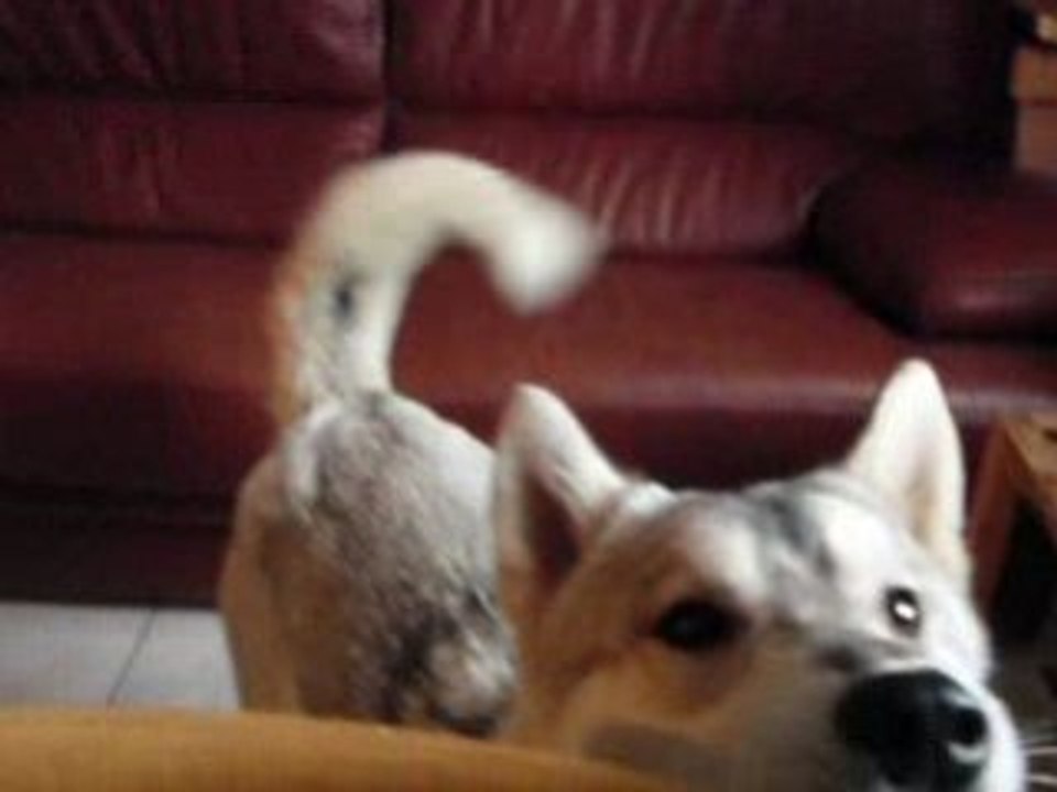 haska qui parle. elle me fait rire. février 2009