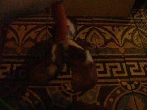 Mes chonchons et la carotte...