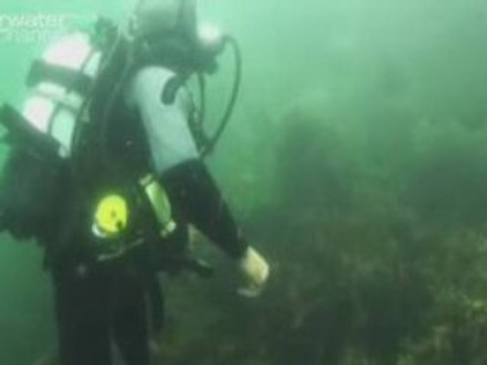 The Great British Sea Monster
