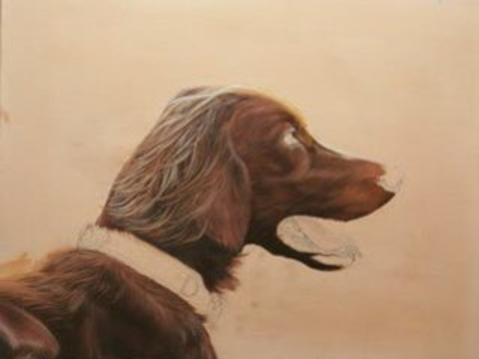 Portrait d'un setter irlandais