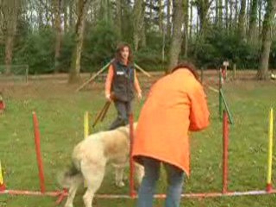 2009 fev 22 agility camelia slalom