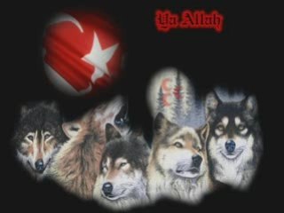 Ahmet Şafak - Yalnız Kurt