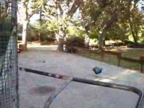 Oiseaux-perruches-Hyères