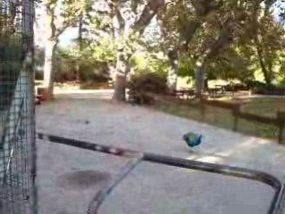 Oiseaux-perruches-Hyères