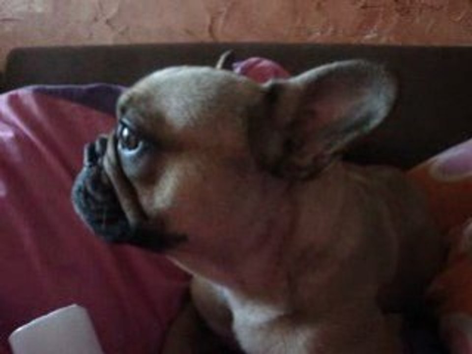 ..MON POT DE YAOURT A MOOOOOA..DIXIT BROOKLYNN..BOULEDOGUE..