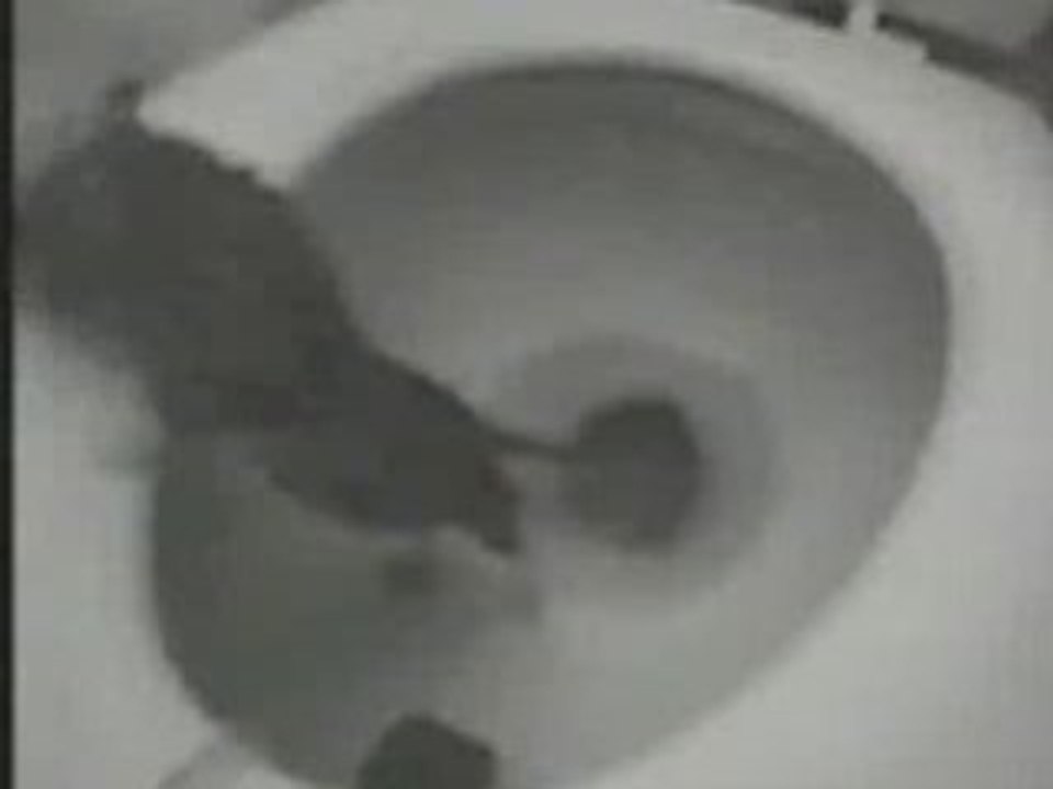 Un topo esce dal water