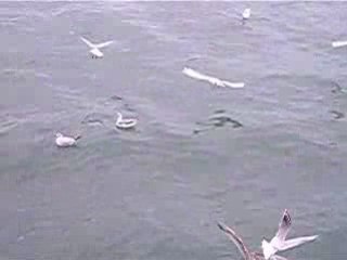 Video mouettes