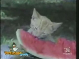 Funny Cats Compilation- Hilarious ^^