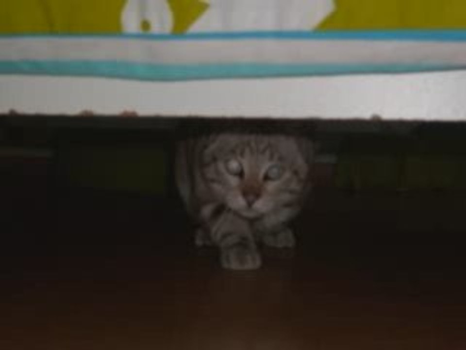 Photos de mon chat