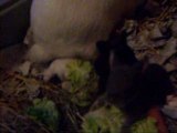 100_3629pepsi et ses bébés lapins