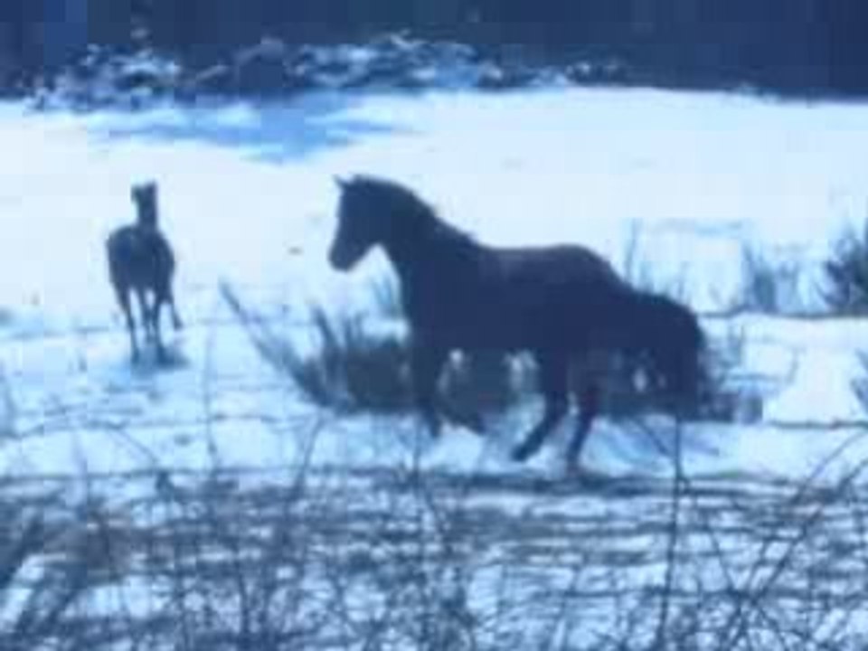 grand galop ds le pré