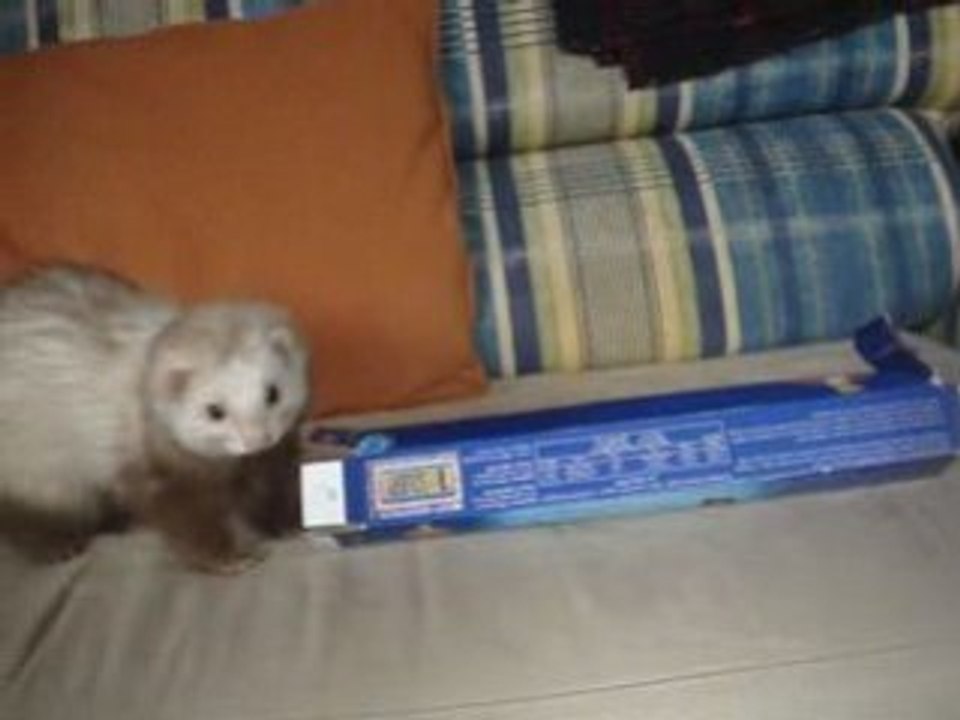 Lili, ma furette qui s'amuse xD