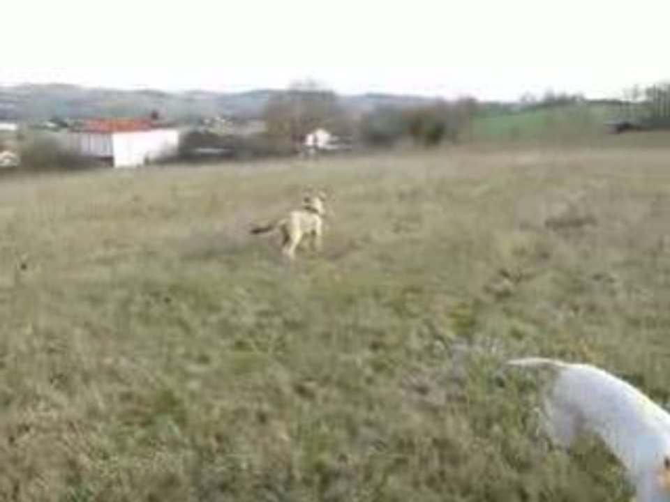 Dixie