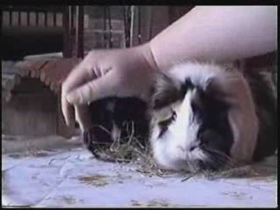 Roucoulement par Caresses de Sita et Zorëll mes cobayes