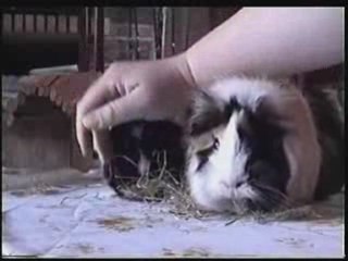 Roucoulement par Caresses de Sita et Zorëll mes cobayes