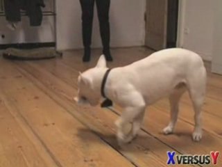 Armani - The Dog Who Smokes, Speaks and Wears a Bowtie!