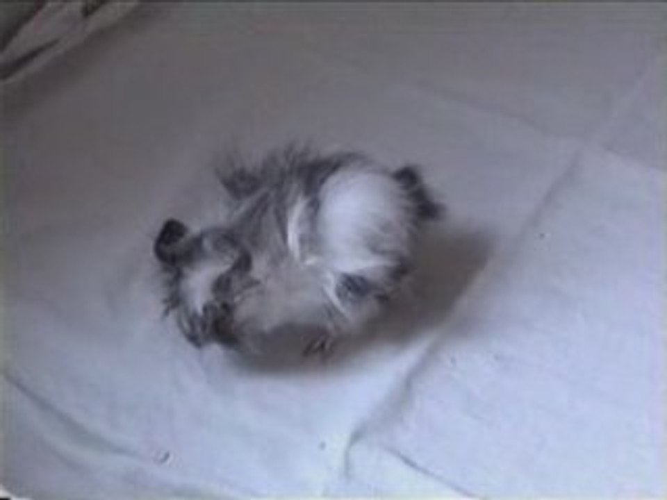 Pom fait sa toilette