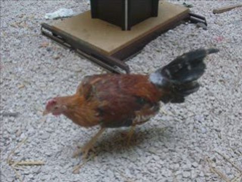 gitan les coq de la cité a beziers