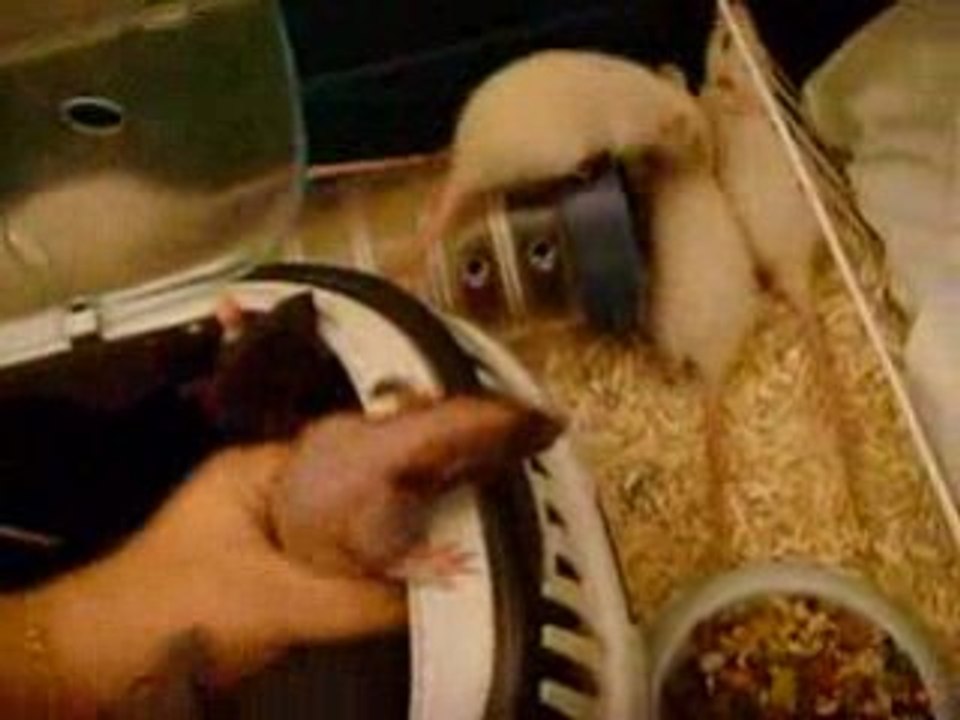 Portée Nolife Invasioooooon !