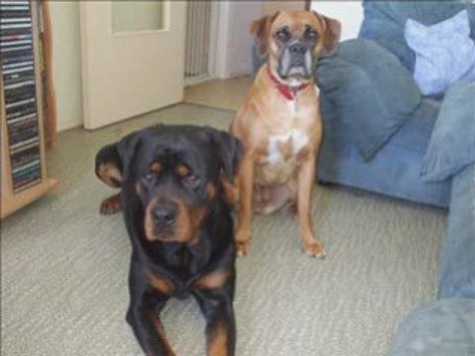 Attila mon rottweiler