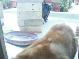 Jackson rouquine et Chattanooga 24 fevrier 2009 Caen