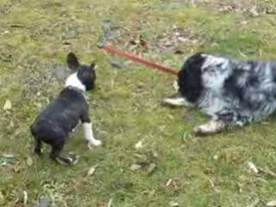 Boog et ca premiere rancontre ( bouledogue francais)