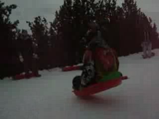 Luge dans les sapins