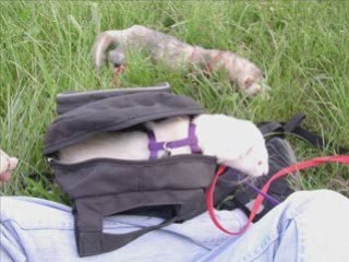 Poy et Néfi à l'écurie