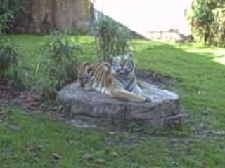 The Asian Tiger 300 pounds.