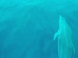 Silvano - Dolphin