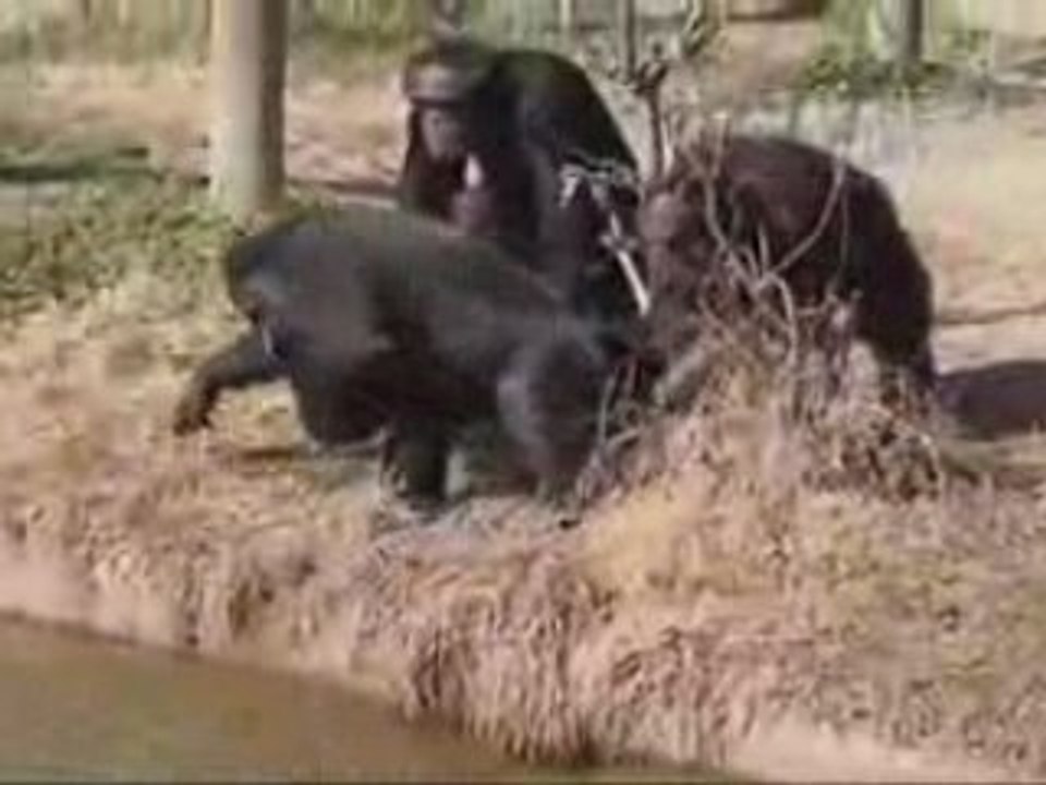 Petit-singe-