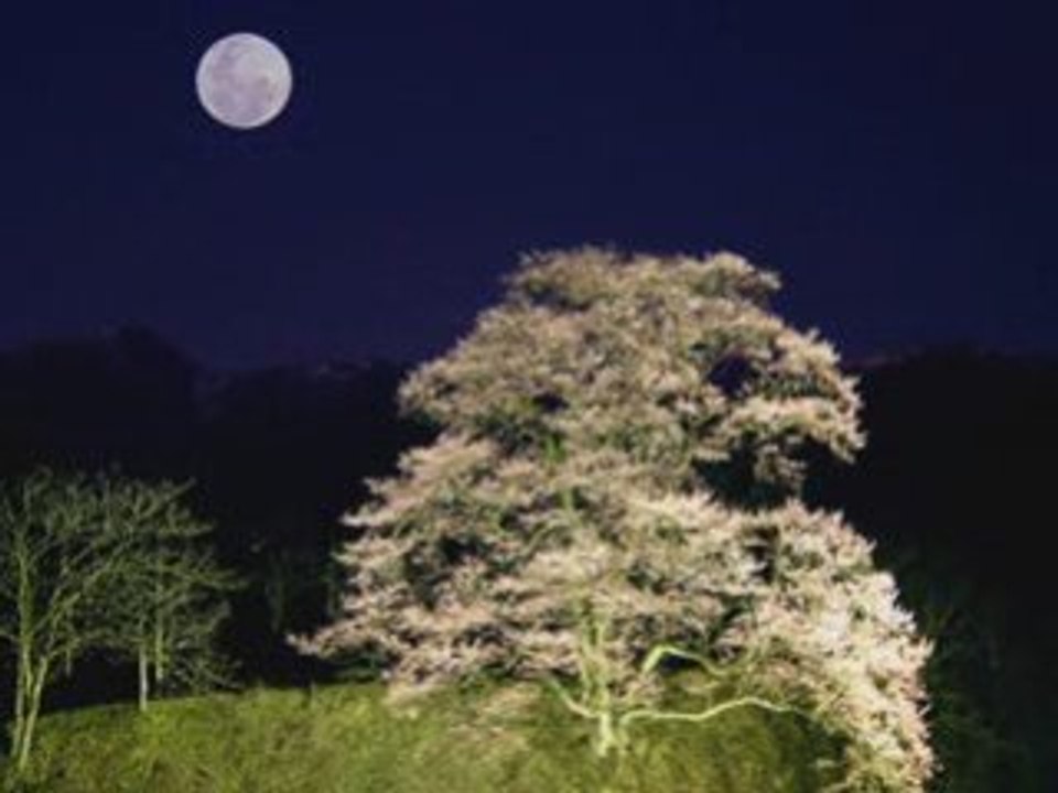 黛ジュン / 夕月
