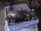 Pilou, le chat qui dort sur le dos