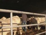 Sima : Reportage éleveur charolais