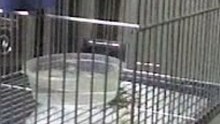 Zebra bath