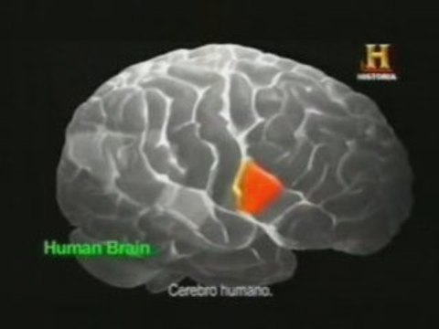 Area de Broca y comunicacion: Chimpances y humanos