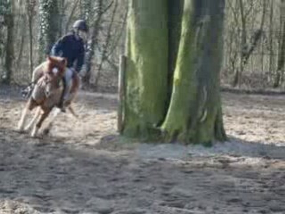 poney