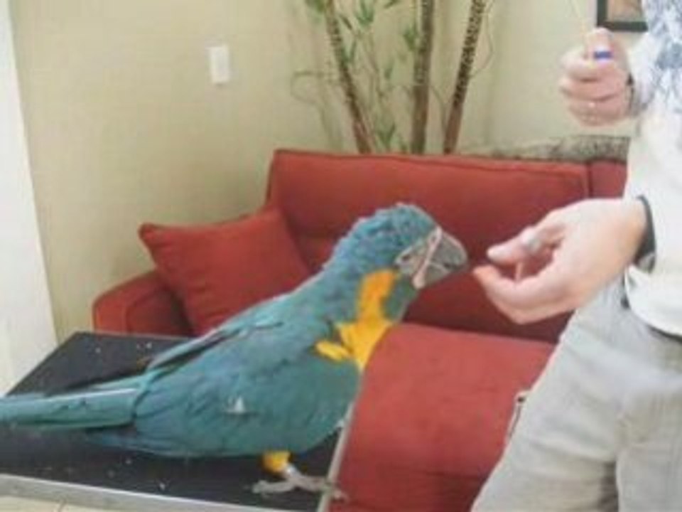 Blue and Gold Macaw Training