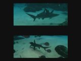 Hammerheads Add Bite to Georgia Aquarium
