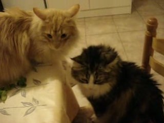 Pendant que je prépare le repas