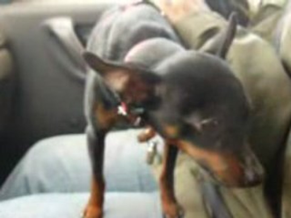 Aldo, chien très viril