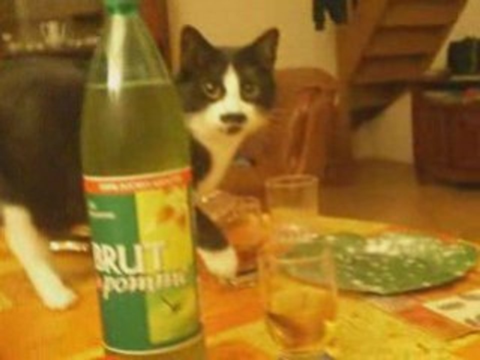 La vie de Cachou le chat