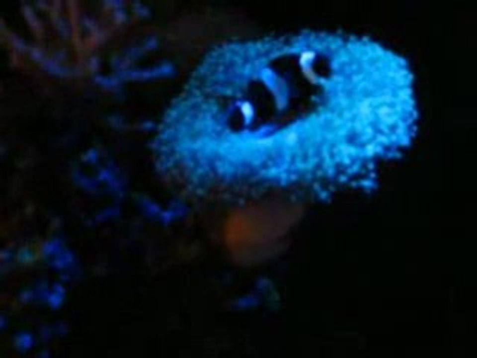 Clown s'amuse dans le corail